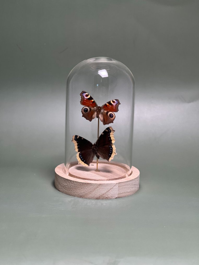 Farfalla Allestimento tassidermico a corpo intero - Aglais io, Paon du jour (the peacock butterfly) + Nymphalis antiopa, Le Morio (the mourning cloak) - 15 cm - 12 cm - 12 cm - Specie non CITES - 1 #4.3