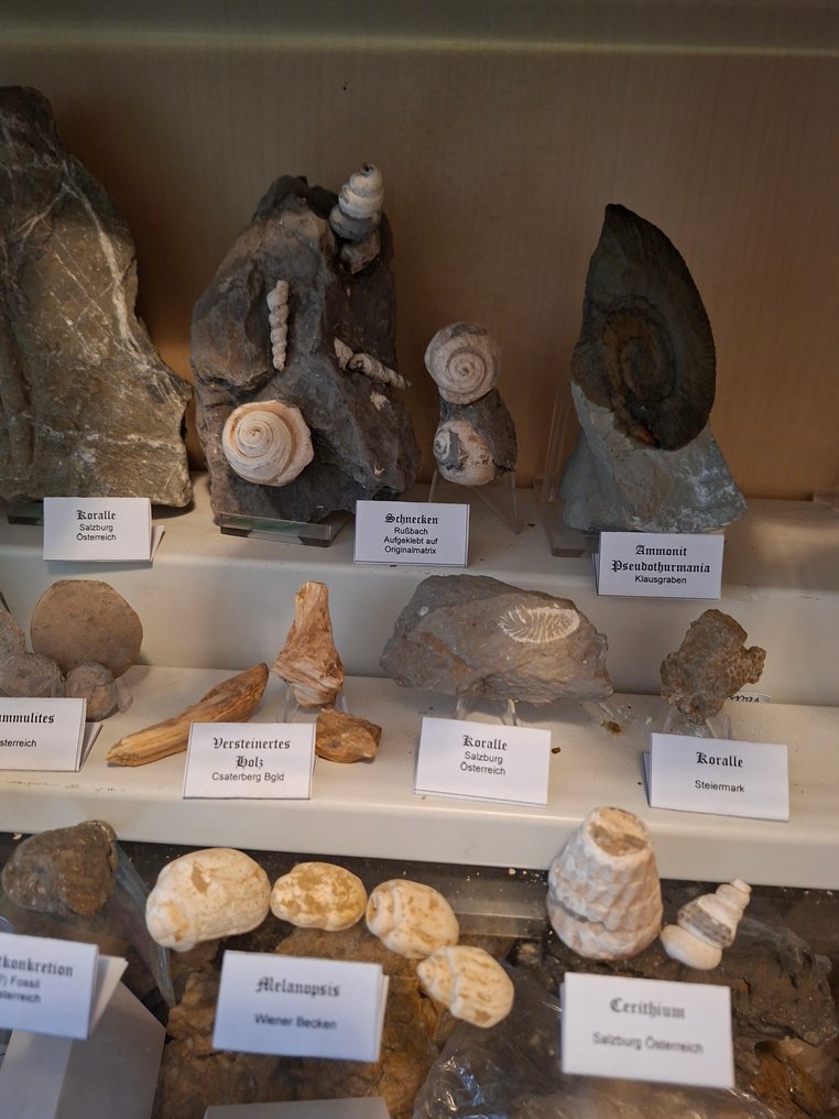 Gammel fossilsamling over 25 styk. - Fossil matrix  (Ingen mindstepris) #3.2