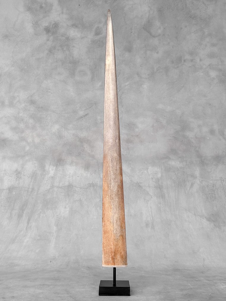 无底价 - 一根装在定制支架上的剑鱼獠牙 支架上的吻突 - Xiphias Gladius - 73 cm - 7 cm - 7 cm- 非《濒危物种公约》物种 - (1) #3.2
