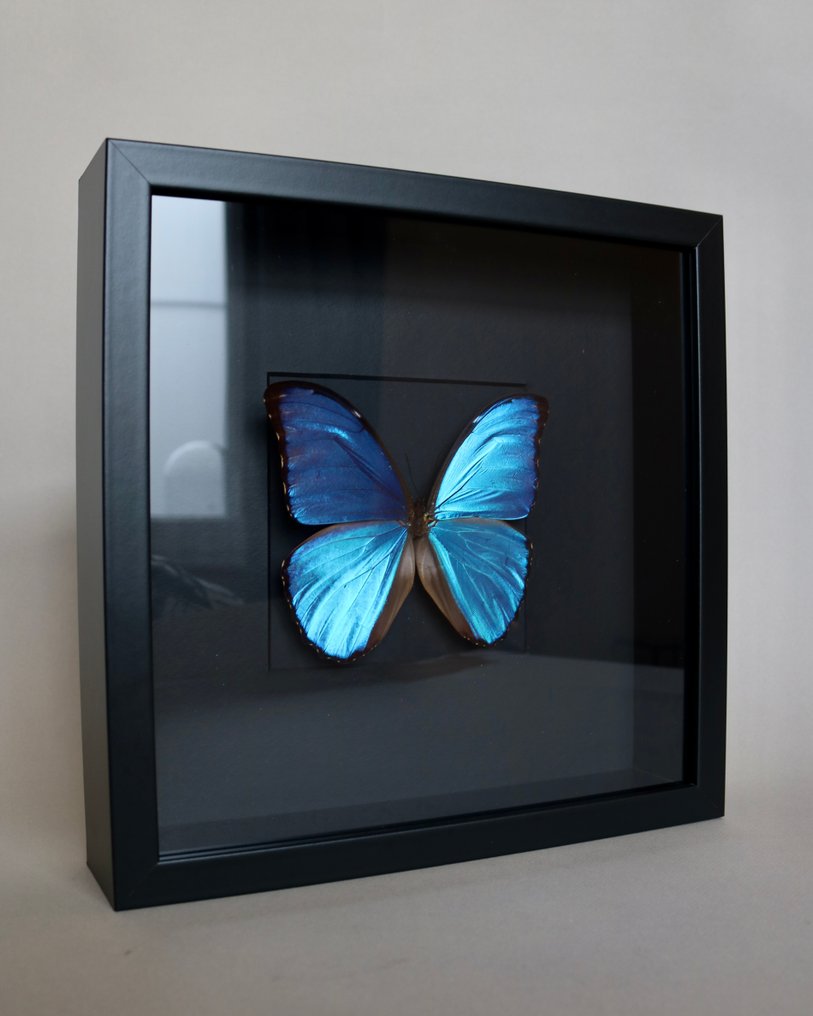 Papillon Support de corps entier pour taxidermie - Morpho didius - 25 cm - 25 cm - 4 cm - Espèces non-CITES - 1 #1.0