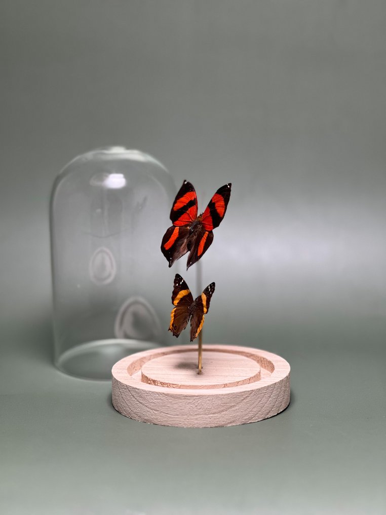 Farfalla Allestimento tassidermico a corpo intero - Siderone galanthis ( Red-striped) + Antanartia Hippomene - 15 cm - 12 cm - 12 cm - Specie non CITES - 1 #4.3