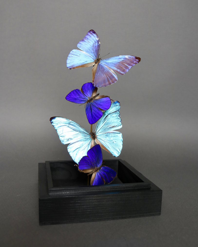 Farfalla Allestimento tassidermico a corpo intero - Morpho adonis x Arhopala hercules - 23 cm - 14 cm - 14 cm - Specie non CITES - 1 #4.3