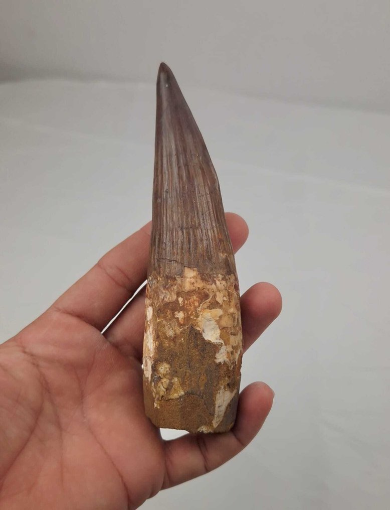 Dinosaur - Fossil tooth - Spinosaurus aegyptiacus - 16 cm #2.1