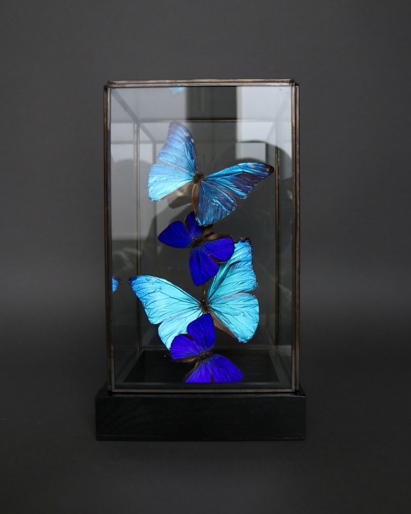 Farfalla Allestimento tassidermico a corpo intero - Morpho adonis x Arhopala hercules - 23 cm - 14 cm - 14 cm - Specie non CITES - 1 #1.0