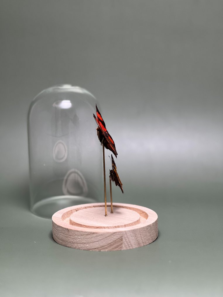 Farfalla Allestimento tassidermico a corpo intero - Siderone galanthis ( Red-striped) + Antanartia Hippomene - 15 cm - 12 cm - 12 cm - Specie non CITES - 1 #2.1