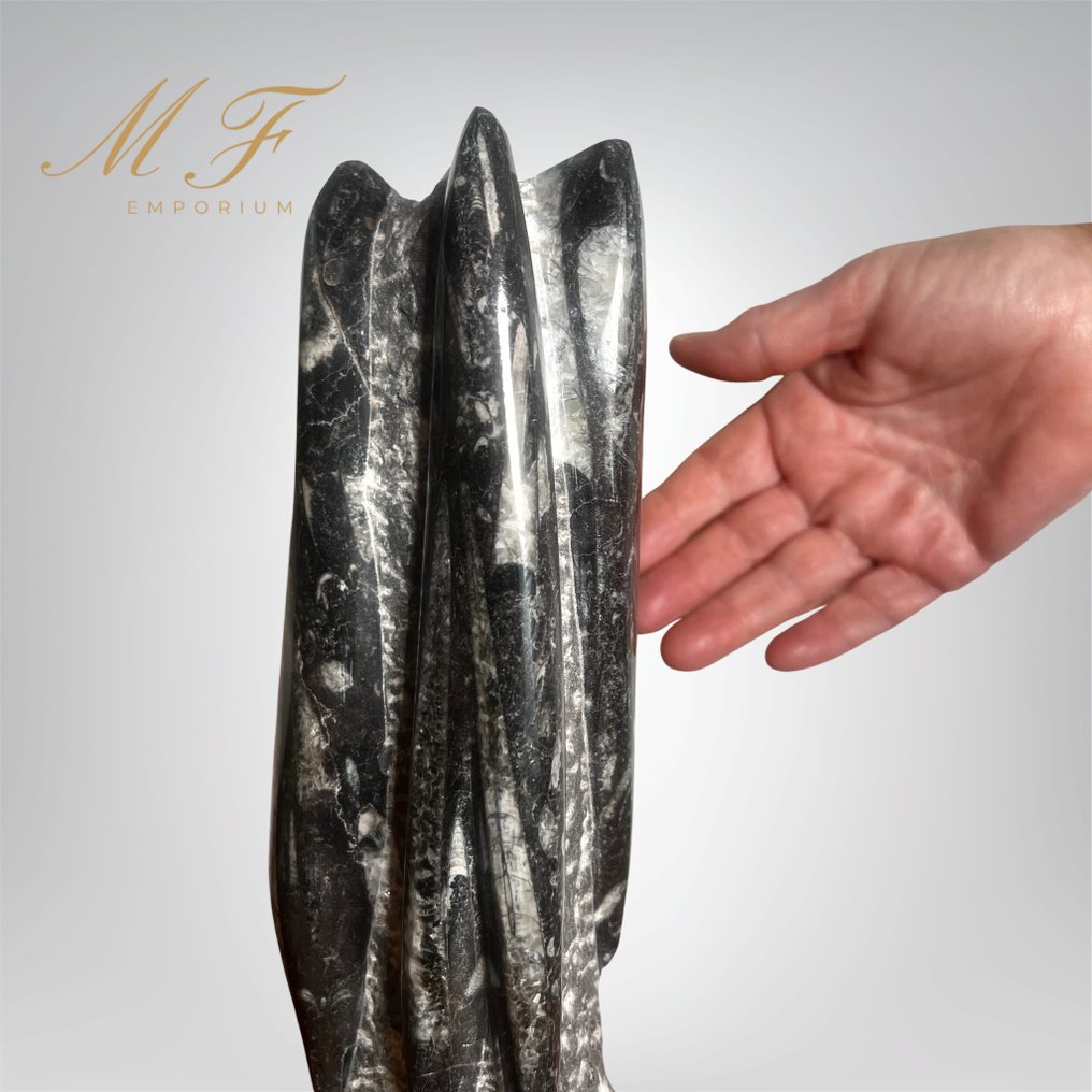 Nautiloid Orthoceras - Fossil matris - Nauthiloid Ortoceras - 250 mm - 80 mm #1.0