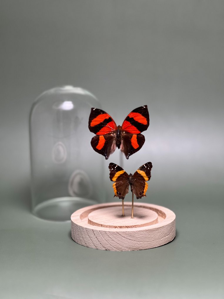 Farfalla Allestimento tassidermico a corpo intero - Siderone galanthis ( Red-striped) + Antanartia Hippomene - 15 cm - 12 cm - 12 cm - Specie non CITES - 1 #1.0