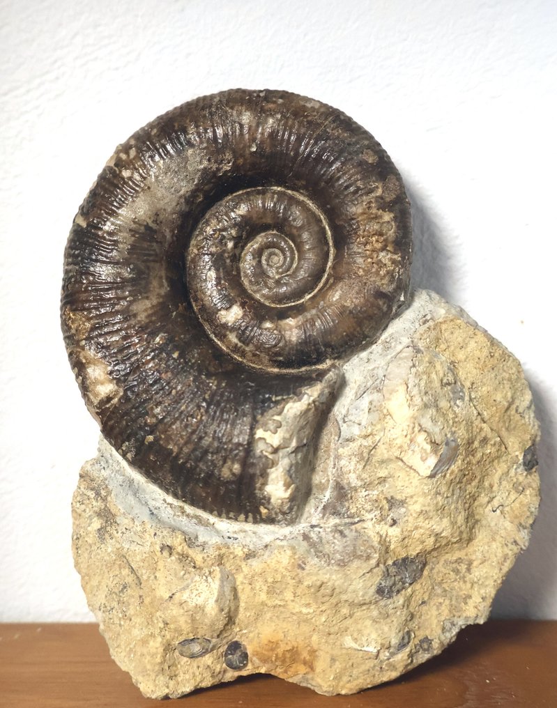 lote de 3 ammonites - Concha fosilizada - Lytoceras-Hildoceras-Harpoceras - 10 cm - 0 cm  (Sin Precio de Reserva) #3.2