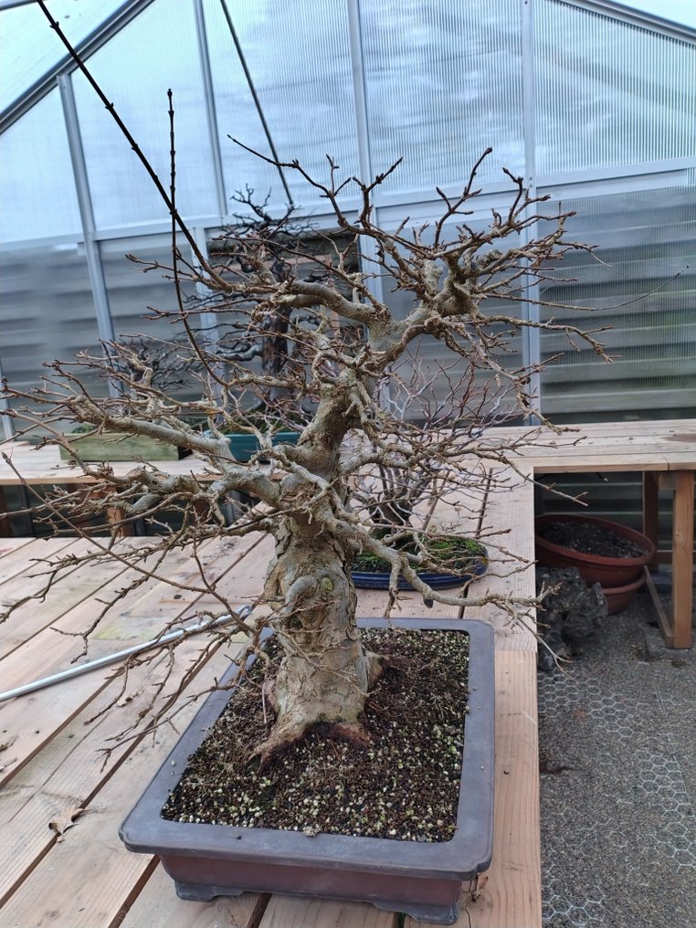 Trident maple bonsai (Acer buergerianum) - Height (Tree): 85 cm - Depth (Tree): 60 cm - Japan #4.3