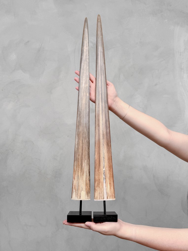 NESSUNA PREZZO DI RISERVA - Una coppia di grandi rostro di pesce spada su basi su misura - Rostro su supporto - Xiphias Gladius - 74 cm - 7 cm - 7 cm- Specie non CITES - (2) #2.1