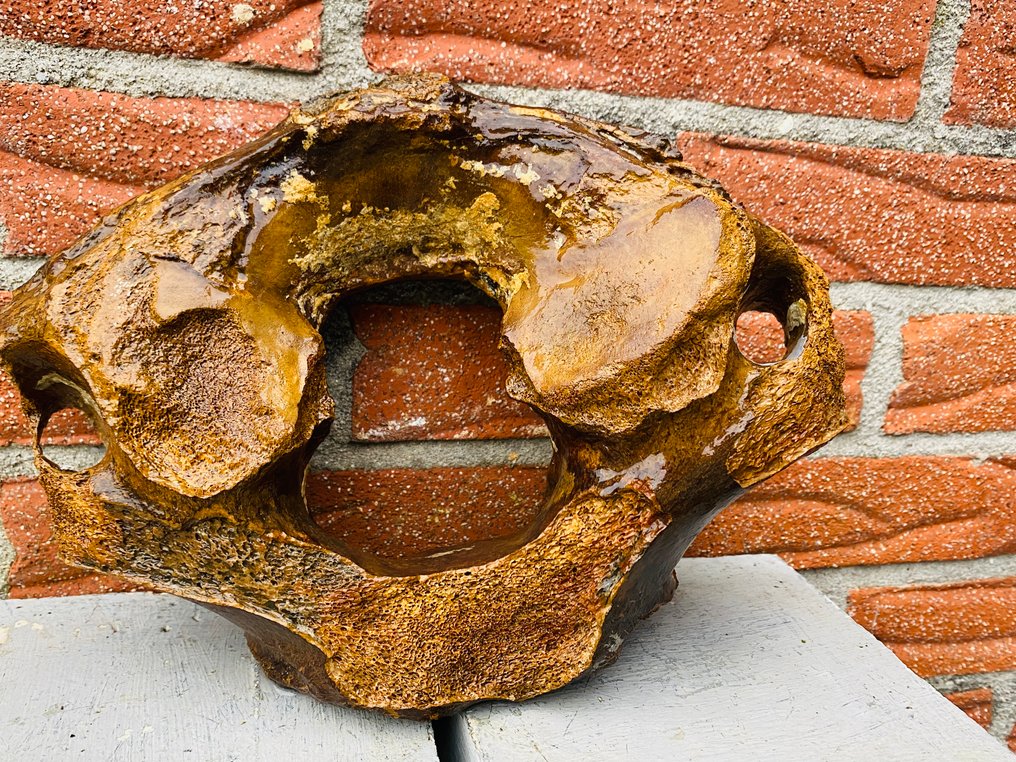 Gyapjas mamut - Fosszilis csigolyacsont - Mammuthus primigenius - 19 cm - 26 cm (Nincs minimálár) #3.2