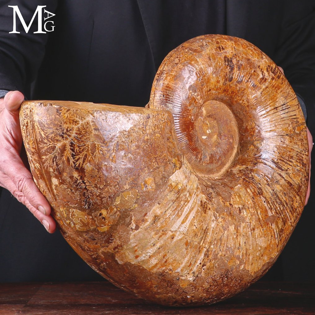 Lytoceras – Μεγάλος απολιθωμένος αμμωνίτης από τη Μαδαγασκάρη. - Ύψος: 430 mm - Πλάτος: 350 mm- 18700 g #2.1