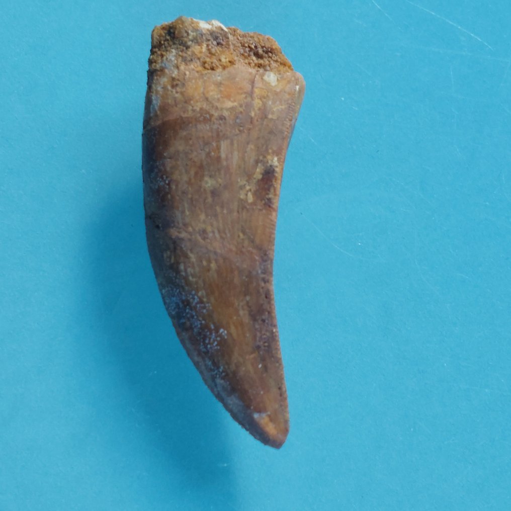 Dinosaur - Fossil tooth - Carcharodontosaurus sp. - 52 mm - 20 mm #1.0
