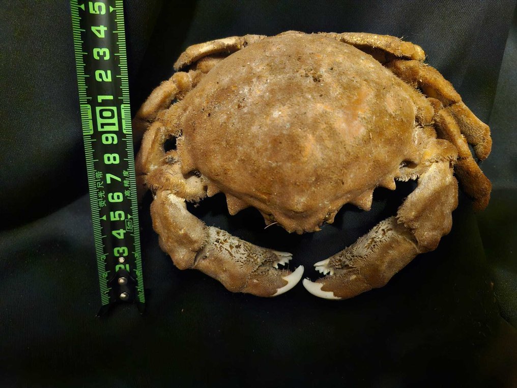 Granchio Allestimento tassidermico a corpo intero - Tumidodromia dormia - 10 cm - 22 cm - 14 cm - Specie non CITES - 1 #3.2