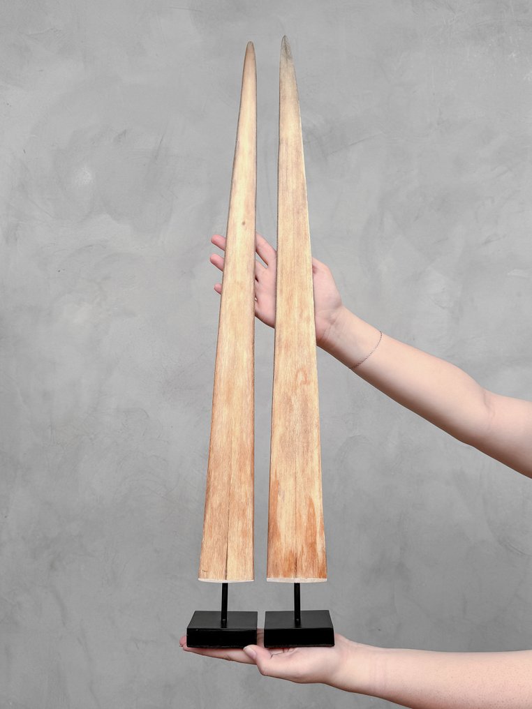 NO RESERVE PRICE - Stunning Pair of Swordfish Tusks mounted on custom-fit pedestals- Rostrum on stand - Xiphias Gladius - 73 cm - 7 cm - 7 cm- Non-CITES species -  (2) #1.0