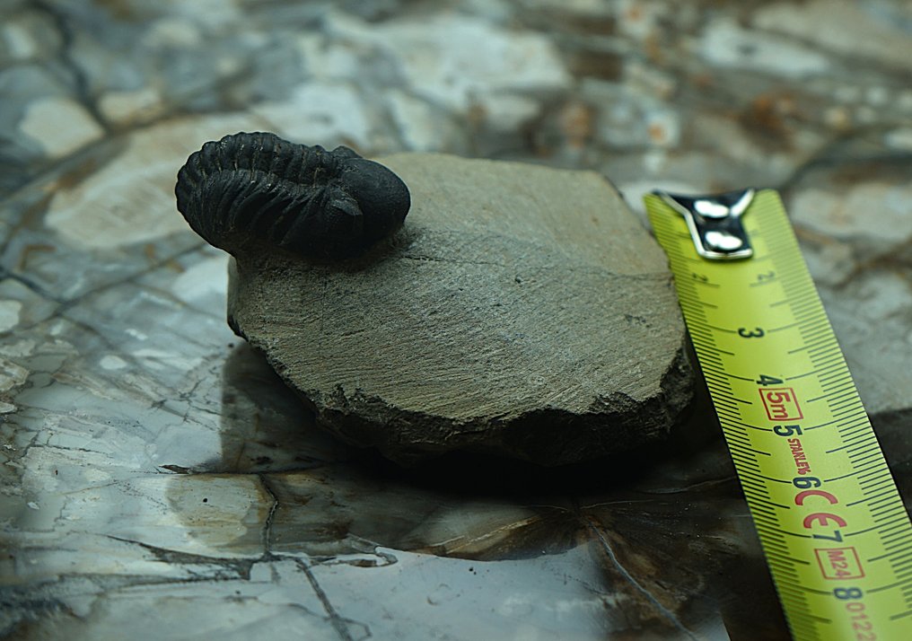 Trilobite - Fosszilizálódott állat - Phacops - 5 cm (Nincs minimálár) #3.2