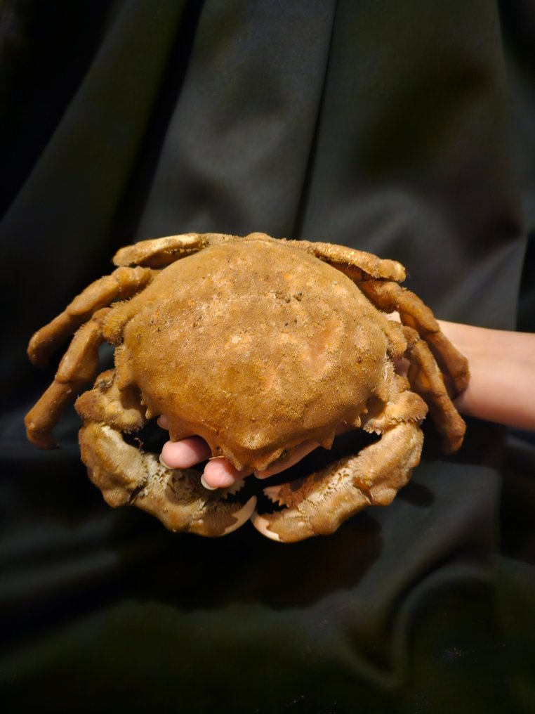 Granchio Allestimento tassidermico a corpo intero - Tumidodromia dormia - 10 cm - 22 cm - 14 cm - Specie non CITES - 1 #1.0