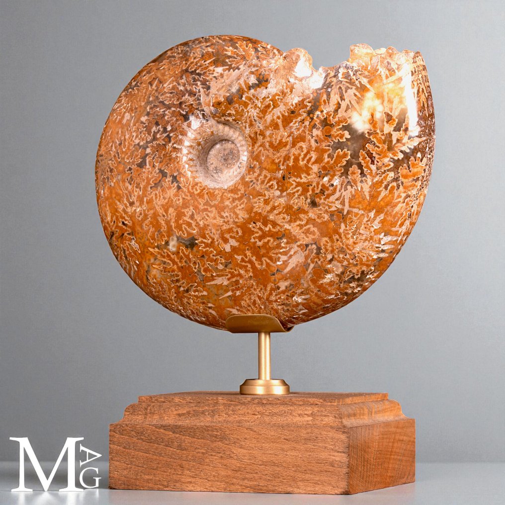 Phylloceras – Fossil ammonite on wooden base - Height: 182 mm - Width: 140 mm- 1380 g #2.1