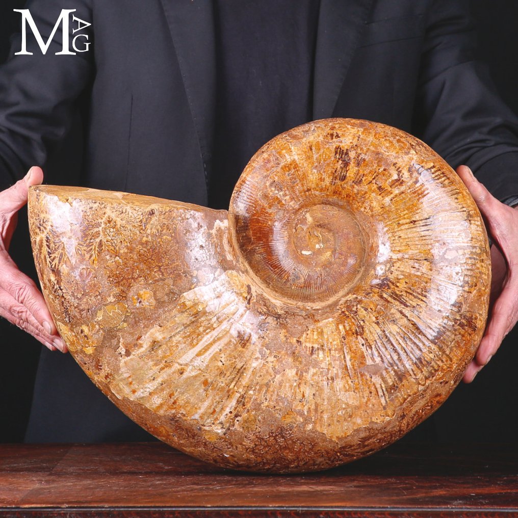 Lytoceras – Μεγάλος απολιθωμένος αμμωνίτης από τη Μαδαγασκάρη. - Ύψος: 430 mm - Πλάτος: 350 mm- 18700 g #3.2