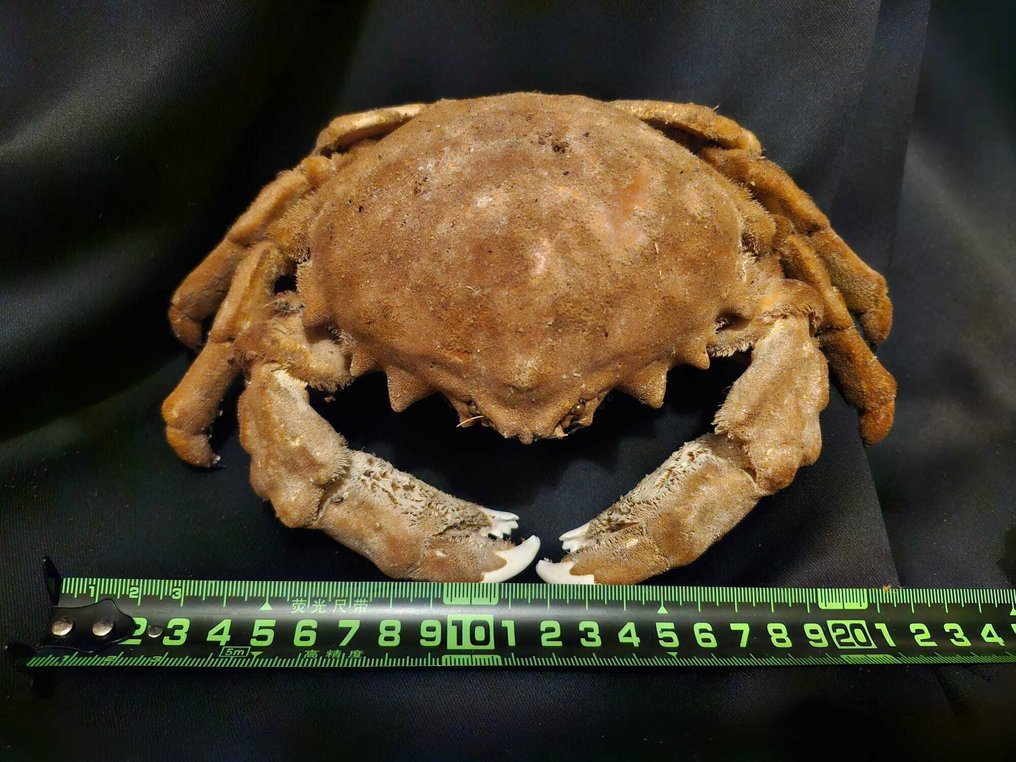 Granchio Allestimento tassidermico a corpo intero - Tumidodromia dormia - 10 cm - 22 cm - 14 cm - Specie non CITES - 1 #2.1
