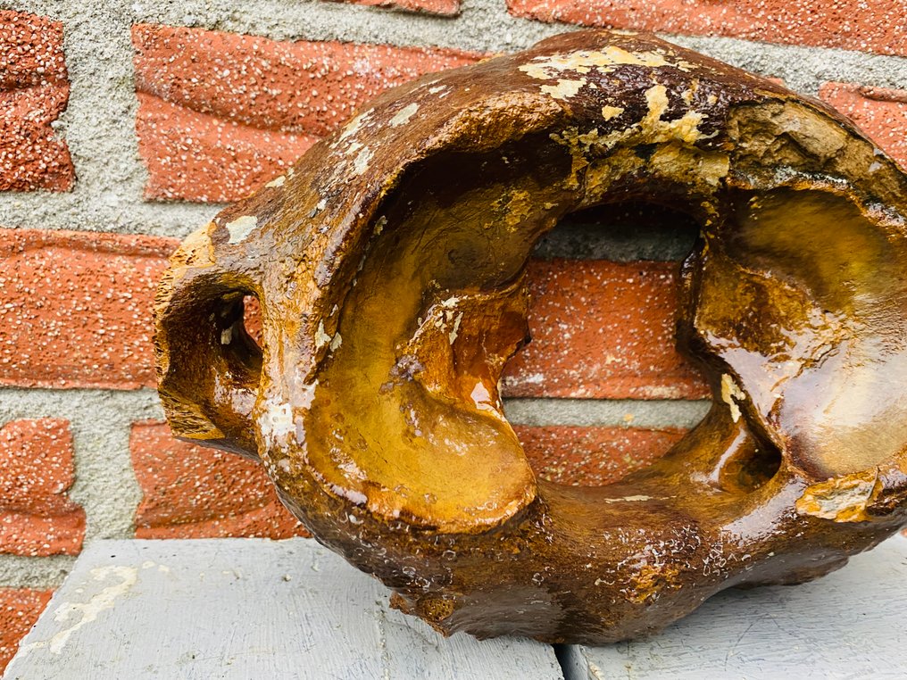 Gyapjas mamut - Fosszilis csigolyacsont - Mammuthus primigenius - 19 cm - 26 cm (Nincs minimálár) #4.3