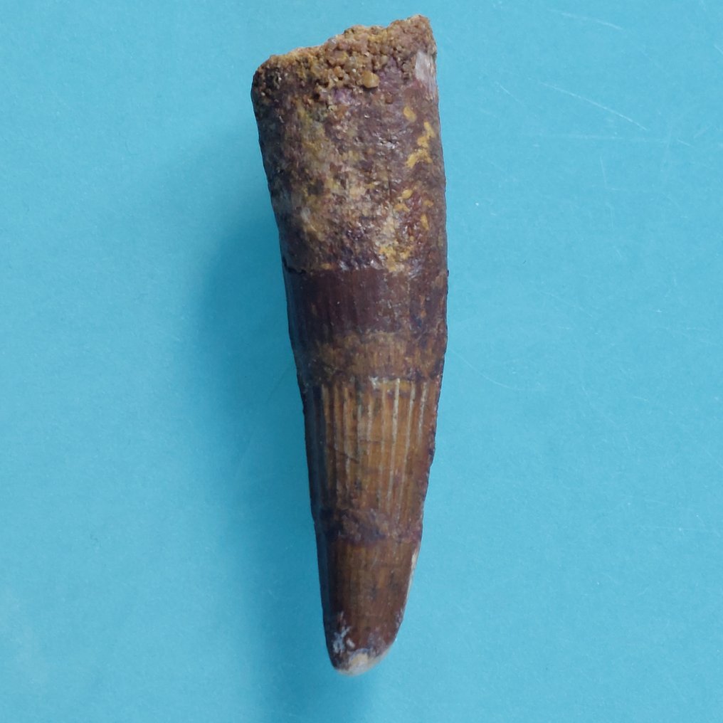 Dinosaur - Fossil tooth - Spinosaurus aegyptiacus - 68 mm - 18 mm  (No Reserve Price) #1.0