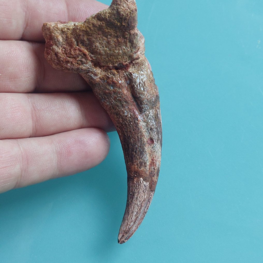 Theropod - Fossilised claw - 100 mm - 40 mm #1.0