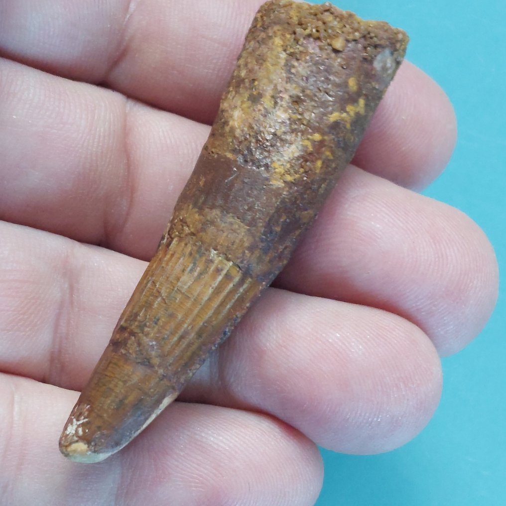 Dinosaur - Fossil tooth - Spinosaurus aegyptiacus - 68 mm - 18 mm  (No Reserve Price) #2.1