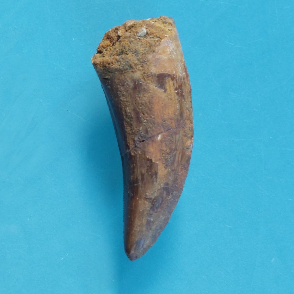 Dinosaur - Fossil tooth - Carcharodontosaurus sp. - 52 mm - 20 mm #2.1