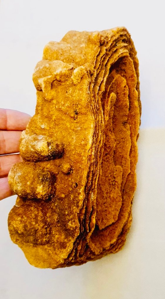 Stromatolithe - Gefossiliseerd dier - 30 cm - 22 cm (Zonder Minimumprijs) #2.1