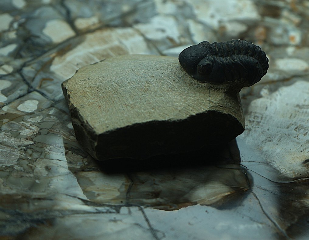 Trilobite - Fosszilizálódott állat - Phacops - 5 cm (Nincs minimálár) #1.0