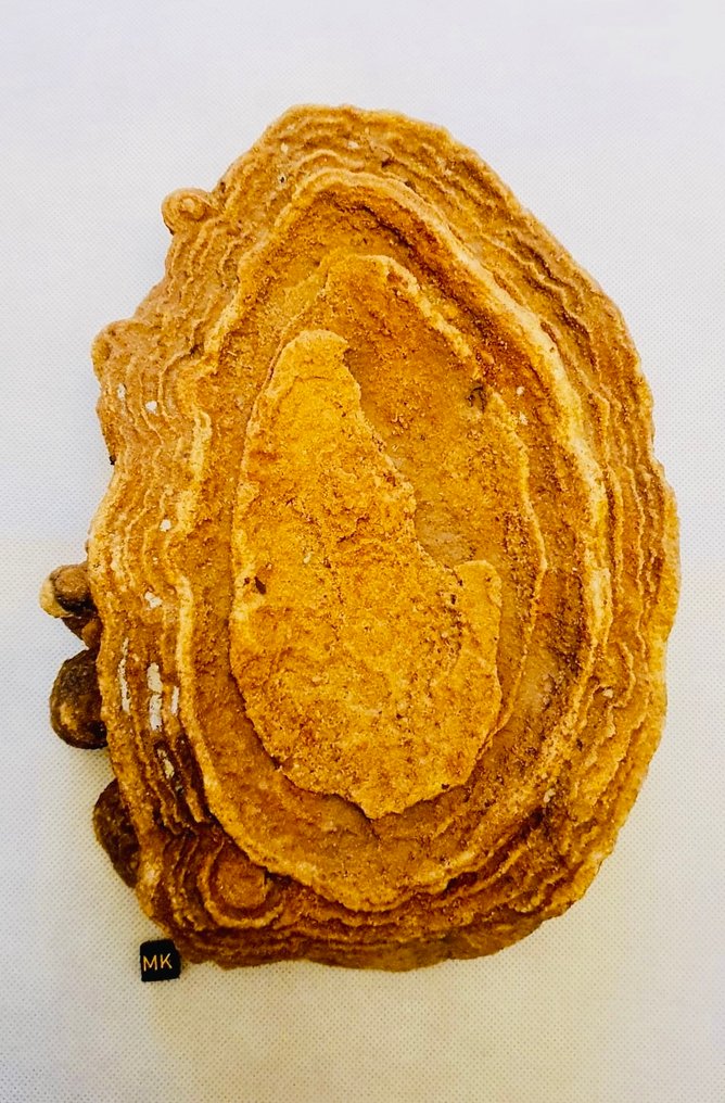 Stromatolithe - Gefossiliseerd dier - 30 cm - 22 cm (Zonder Minimumprijs) #1.0