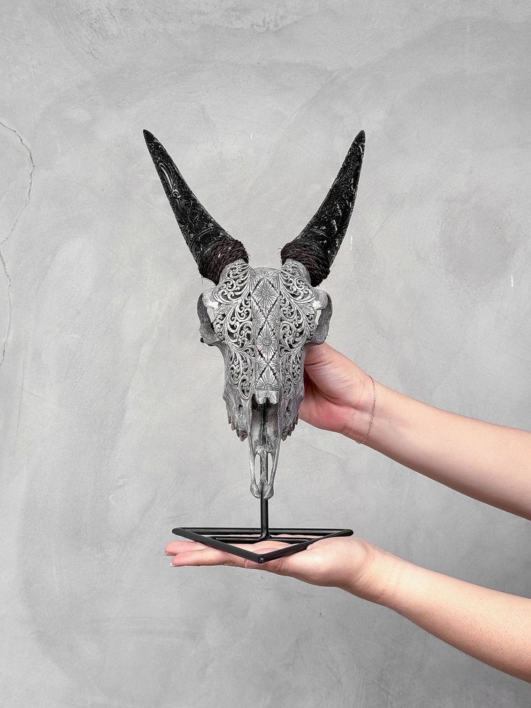 NO RESERVE PRICE - Authentic Grey Carved Goat Skull With Carved Horns - Ketupat Motif- Carved skull - Capra aegagrus - 37 cm - 21 cm - 16 cm- Non-CITES species - (1) #2.1