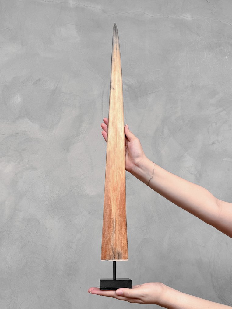 NO RESERVE PRICE - A Swordfish tusk mounted on a custom stand - Rostrum on stand - Xiphias Gladius - 73 cm - 7 cm - 7 cm- Non-CITES species - (1) #1.0