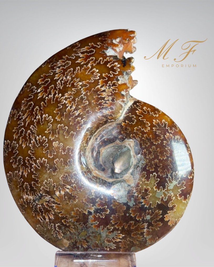 XXL - Ammonite iridescent premium - Animale fossilizzato - cleoniceras - 17 cm - 17 cm #1.0