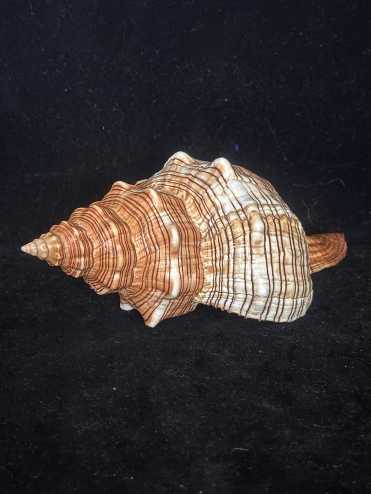 Sea Snail Sea shell - M-996 PLEUROPLOCA TRAPEZIUM (No Reserve Price) #3.2