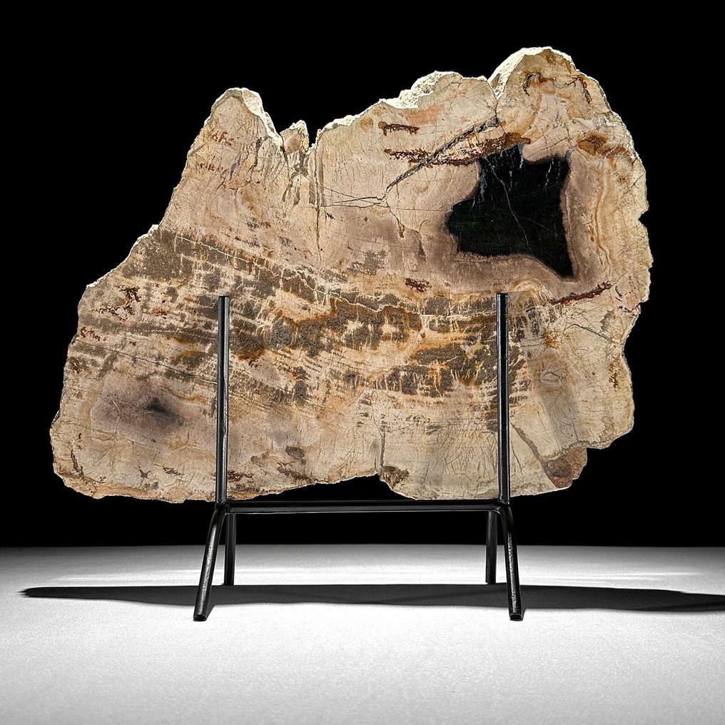 C-Stunning Large Slice of Petrified Wood on a custom stand - Fossilised wood (No Reserve Price) #1.0