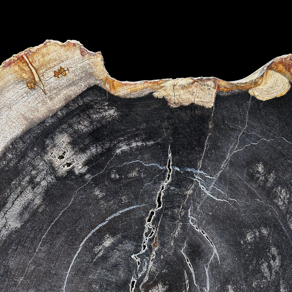 Stunning Slice of Petrified Wood on stand - Fossilised wood  (No Reserve Price) #4.3