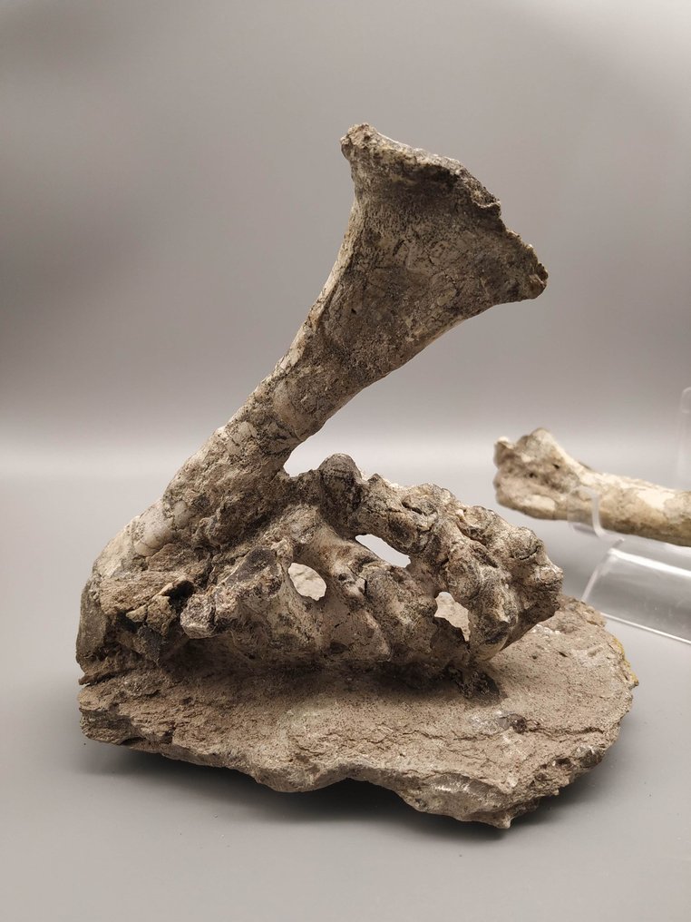 Gambe - Osso fossile - Psittacosaurus - 15 cm - 12 cm #3.2