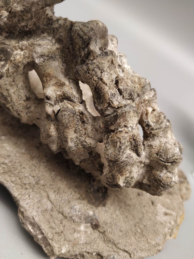 Gambe - Osso fossile - Psittacosaurus - 15 cm - 12 cm #1.0