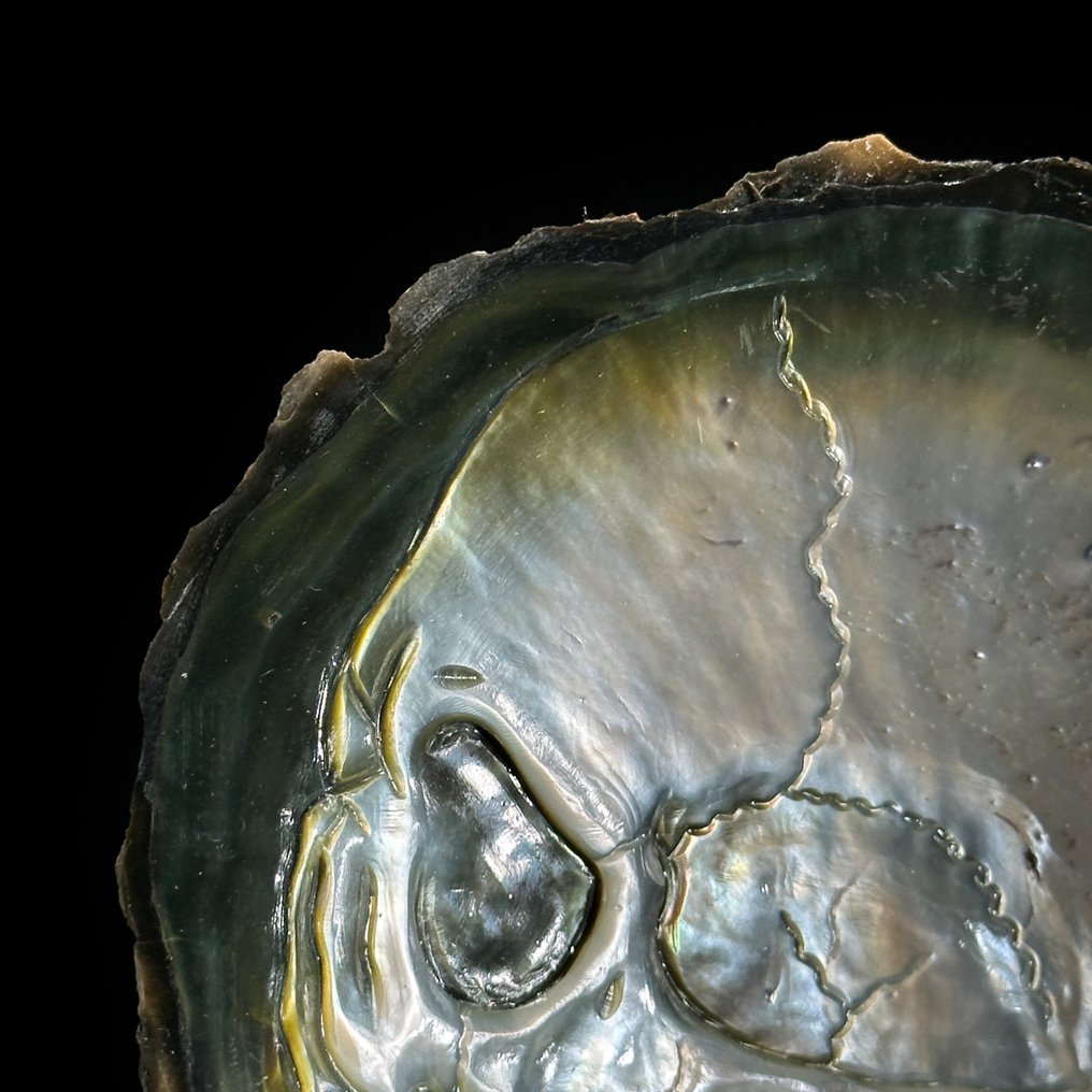 Carving, NO RESERVE PRICE - Intricately Carved Mother of Pearl Shell - Human Skull Motif - 17 cm - Shell - 2025 #4.3
