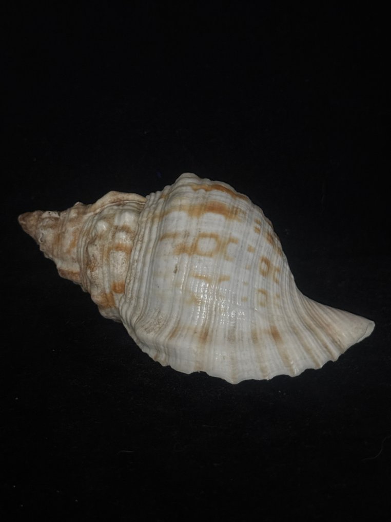 Lumaca di mare Conchiglia marina - M-990 CHARONIA LAMPAS (Senza Prezzo di Riserva) #2.1