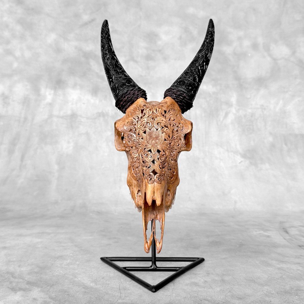 Nessuna riserva - Teschio di capra autentico marrone intagliato con corna scolpite - Grande motivo Teschio scolpito - Capra hircus - 39 cm - 18 cm - 15 cm- Specie non CITES -  (1) #1.0