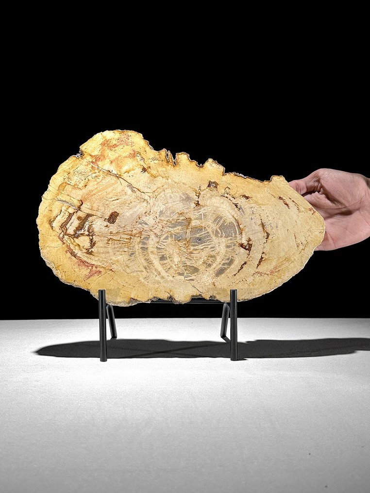 令人惊叹的化石木片，放在底座上 - 化石木材  (没有保留价) #1.0