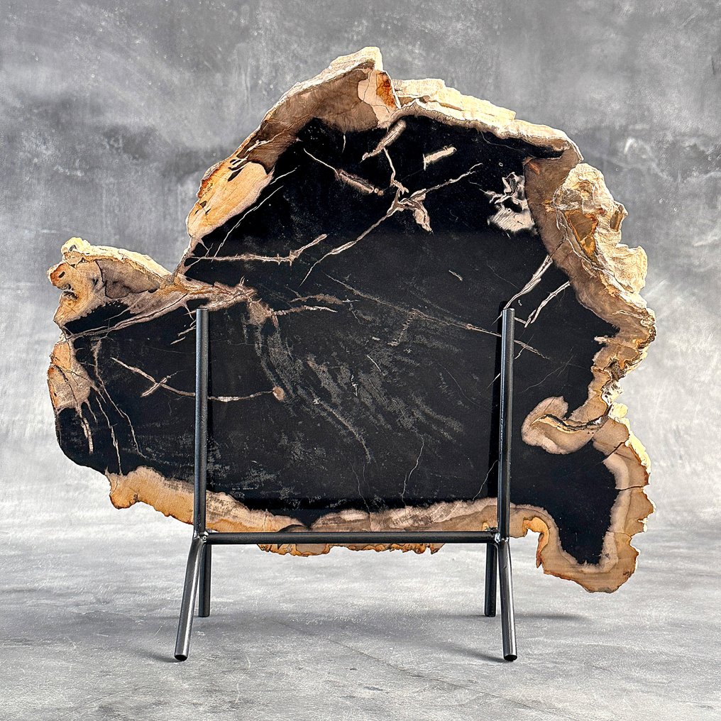 Fetta di legno pietrificato sorprendente su un supporto personalizzato. - Legno fossile (Senza Prezzo di Riserva) #1.0