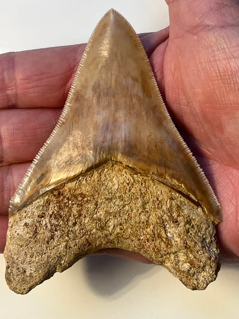 Dinți de Megalodon, 10,4 cm. - Dinte fosilă - Carcharocles megalodon (Fără preț de rezervă) #1.0