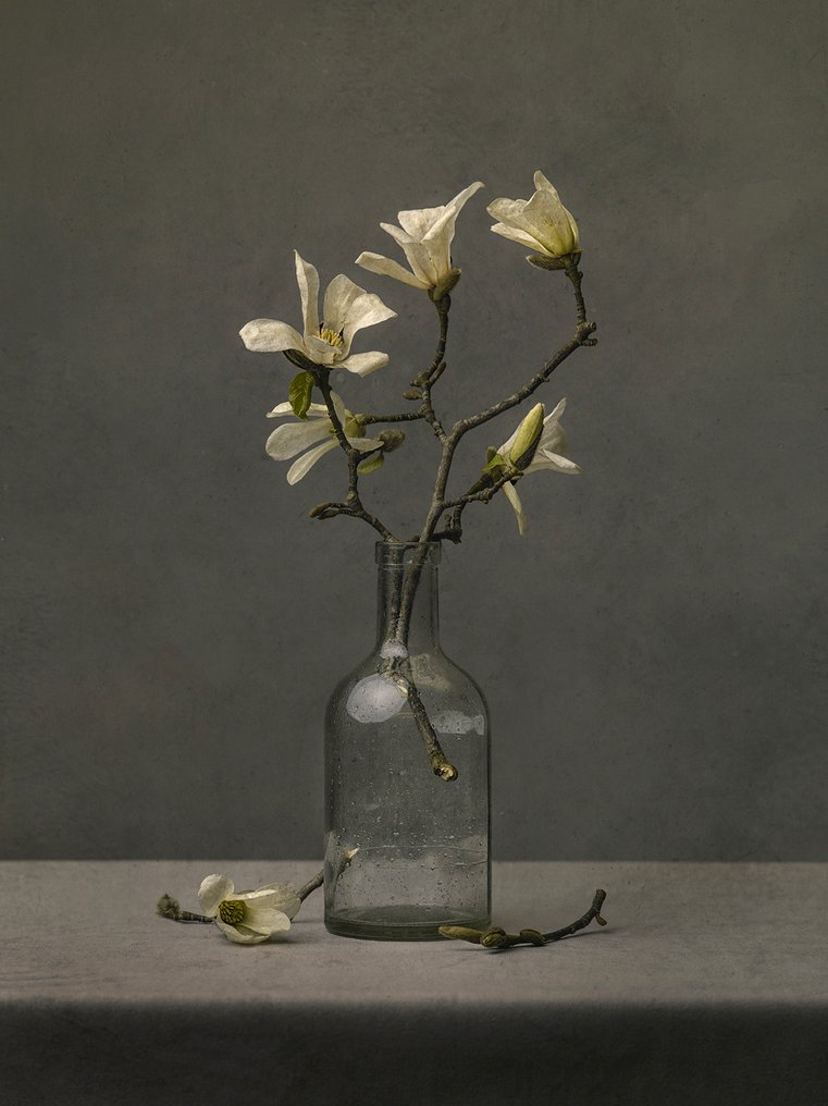 Tessa Posthuma de Boer - Magnolia no.2 #1.0