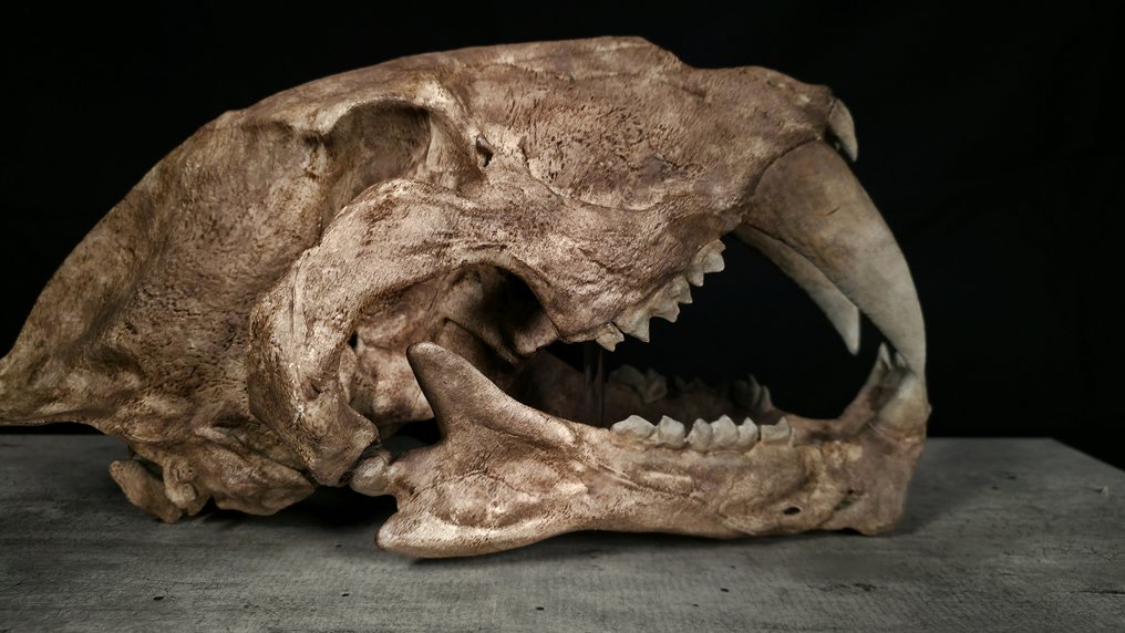 Sabertooth cat - REPLICA - Cranio fossile - Machairodus - 60 cm #2.1