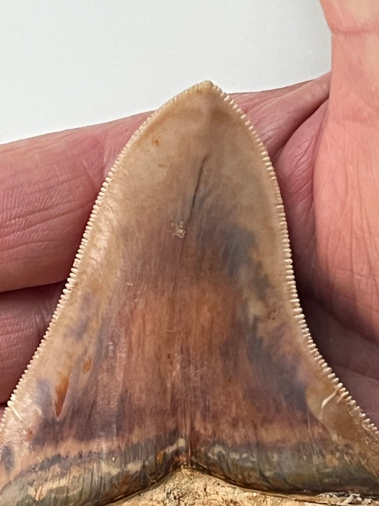 Megalodon 牙齿 9,4 厘米 - 牙齿化石 - Carcharocles megalodon (没有保留价) #2.1