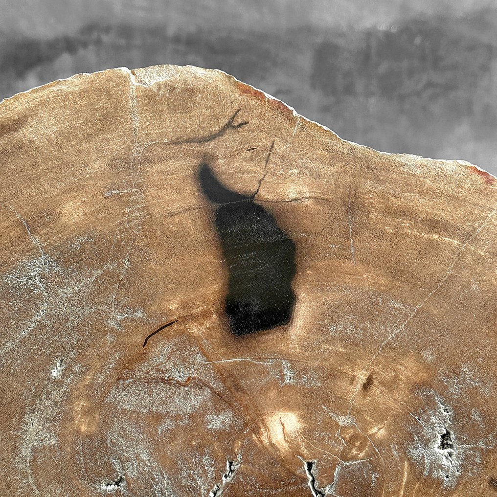 Stunning Slice of Petrified Wood on stand - Fossilised wood (No Reserve Price) #3.2